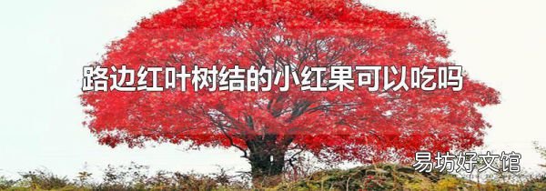 路边红叶树结的小红果可以吃吗