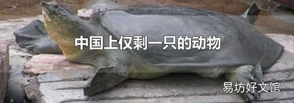 中国上仅剩一只的动物