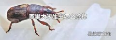家里大米生虫怎么除掉