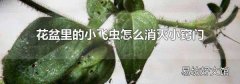花盆里的小飞虫怎么消灭小窍门