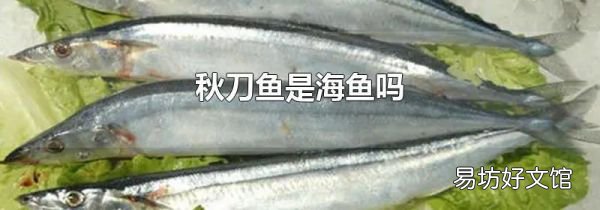 秋刀鱼是海鱼吗