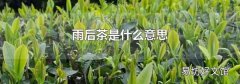 雨后茶是什么意思