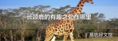 长颈鹿的有趣之处在哪里