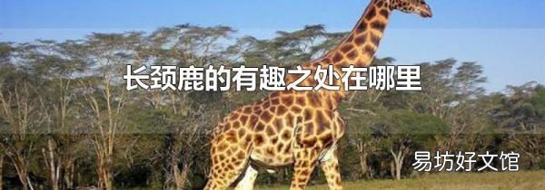 长颈鹿的有趣之处在哪里