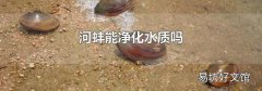 河蚌能净化水质吗