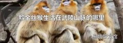 黔金丝猴生活在武陵山脉的哪里