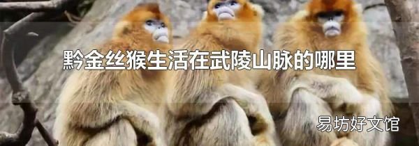 黔金丝猴生活在武陵山脉的哪里