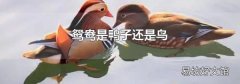 鸳鸯是鸭子还是鸟