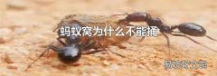 蚂蚁窝为什么不能捅