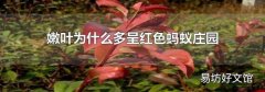 嫩叶为什么多呈红色蚂蚁庄园