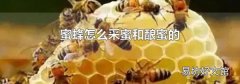 蜜蜂怎么采蜜和酿蜜的