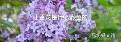 丁香花是什么颜色的