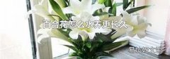 百合花怎么水养更长久