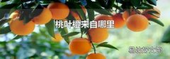 桃叶橙来自哪里