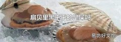 扇贝里黑乎乎的是屎吗