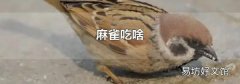 麻雀吃啥
