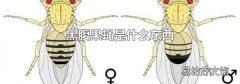 黑腹果蝇是什么东西