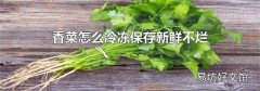 香菜怎么冷冻保存新鲜不烂