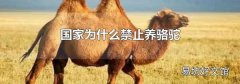 国家为什么禁止养骆驼