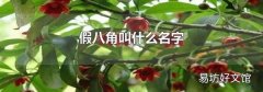 假八角叫什么名字