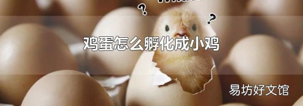 鸡蛋怎么孵化成小鸡