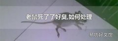 老鼠死了了好臭,如何处理