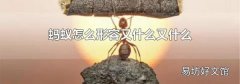 蚂蚁怎么形容又什么又什么