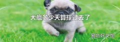 犬瘟多少天算撑过去了