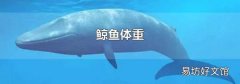 鲸鱼体重