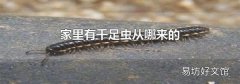 家里有千足虫从哪来的