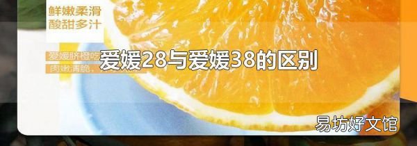爱媛28与爱媛38的区别