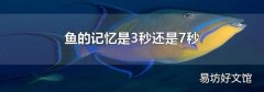 鱼的记忆是3秒还是7秒