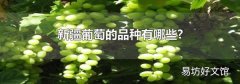 新疆葡萄的品种有哪些?