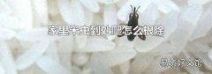 家里米虫到处爬怎么根除