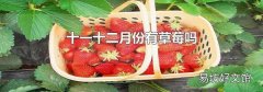 十一十二月份有草莓吗