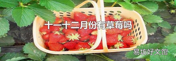 十一十二月份有草莓嗎