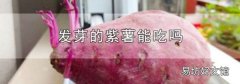 发芽的紫薯能吃吗