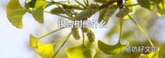 银杏树像什么