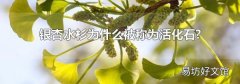 银杏水杉为什么被称为活化石?