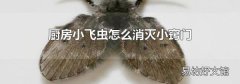 厨房小飞虫怎么消灭小窍门