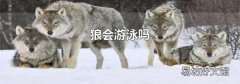 狼会游泳吗