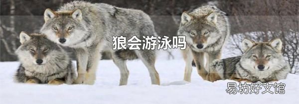 狼会游泳吗
