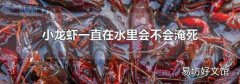 小龙虾一直在水里会不会淹死