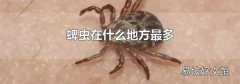 蜱虫在什么地方最多