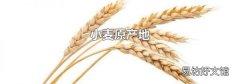 小麦原产地