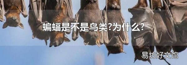 蝙蝠是不是鸟类?为什么?