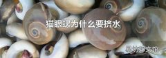 猫眼螺为什么要挤水