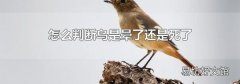 怎么判斷鳥是暈了還是死了