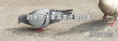 鴿子屬于家禽類還是鳥類