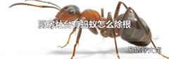 厨房灶台有蚂蚁怎么除根